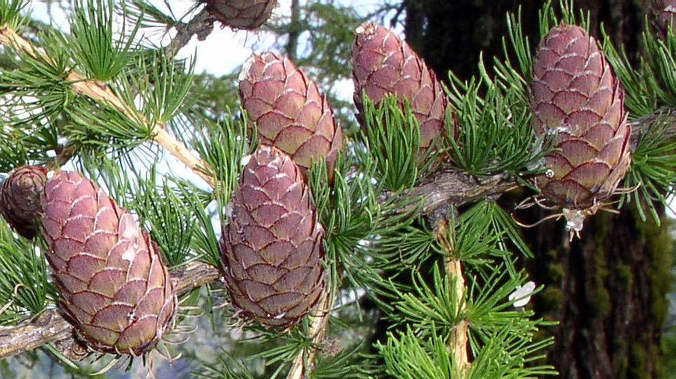 Larix decidua / Larice comune